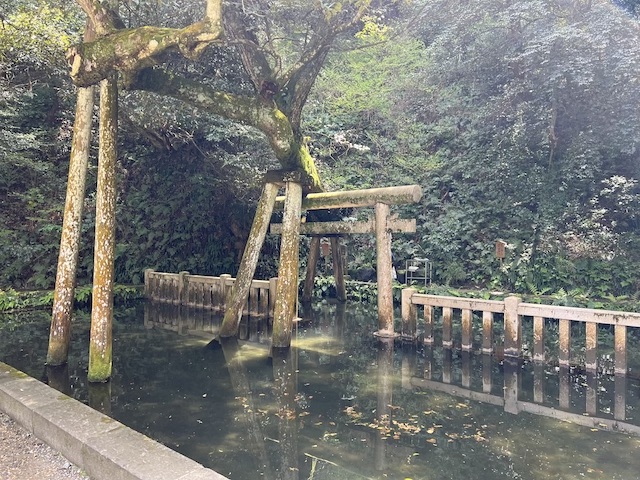 鹿島神宮の御手洗池