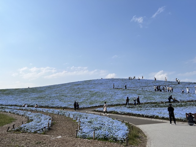 ひたち海浜公園のネモフィラ