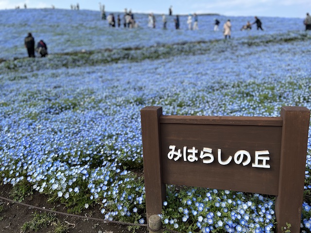 ひたち海浜公園のネモフィラ