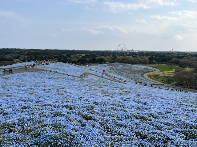 ひたち海浜公園のネモフィラ