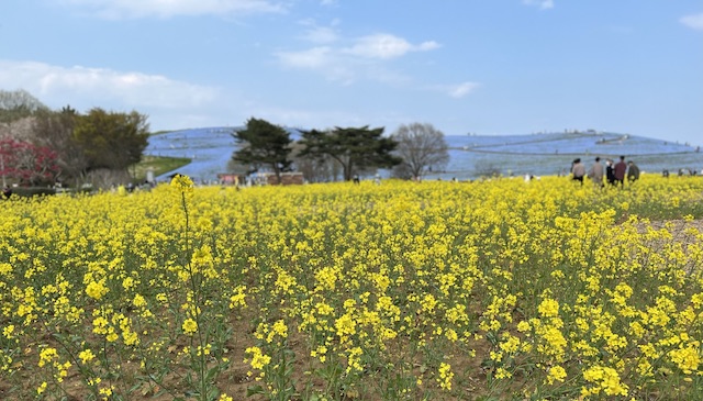 ひたち海浜公園の菜の花