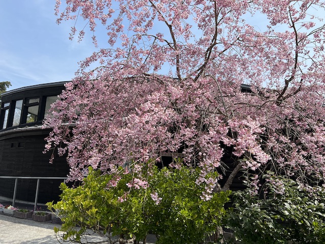 松島公園の桜