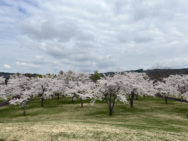 道の駅 奥入瀬の桜