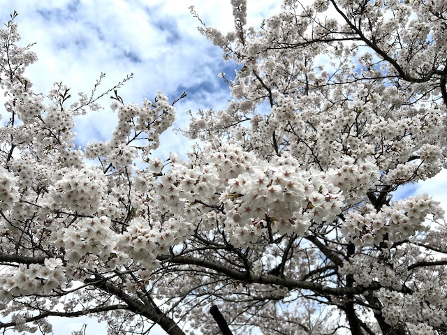 道の駅 奥入瀬の桜