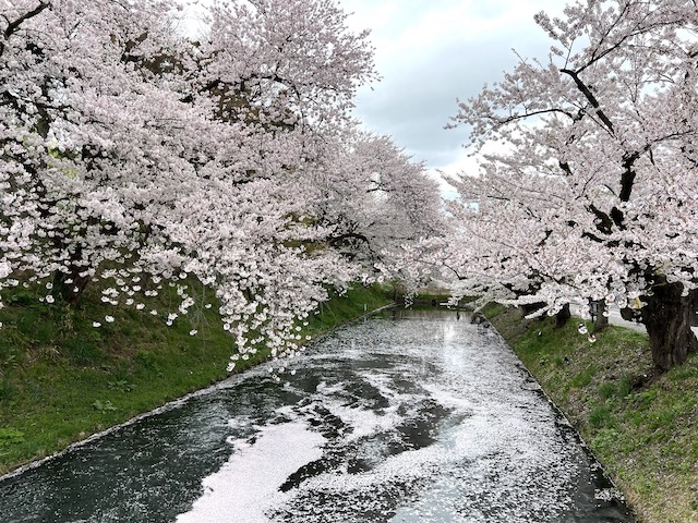 弘前城の外堀の桜