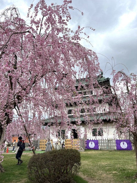 弘前城と桜