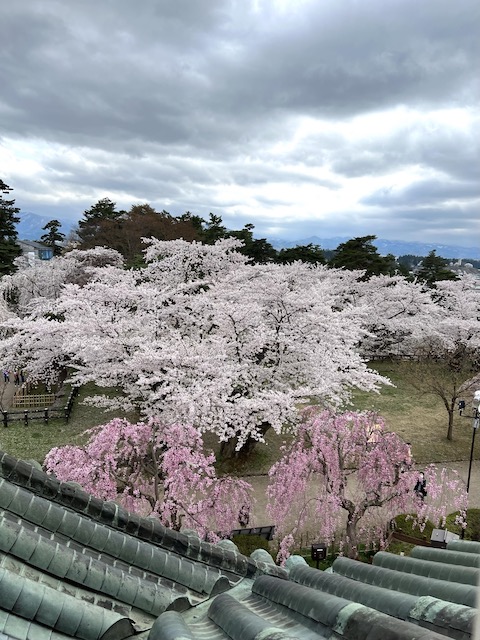 弘前城の上からの桜