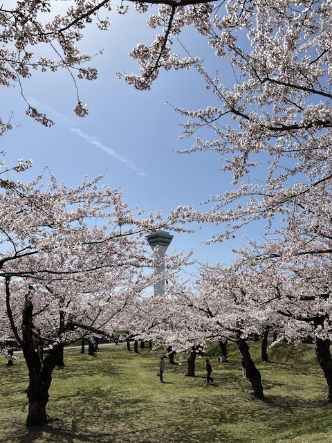 桜満開の五稜郭