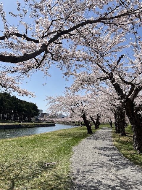 桜満開の五稜郭