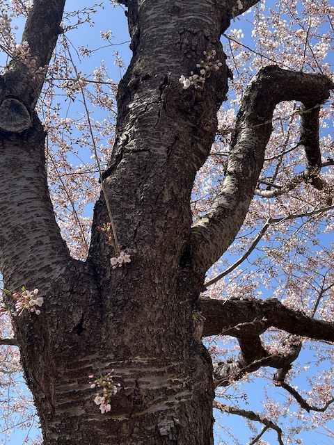 桜の木