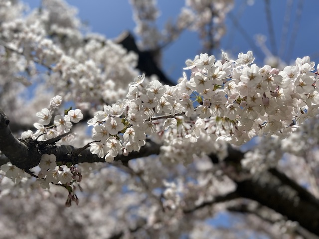 満開の桜