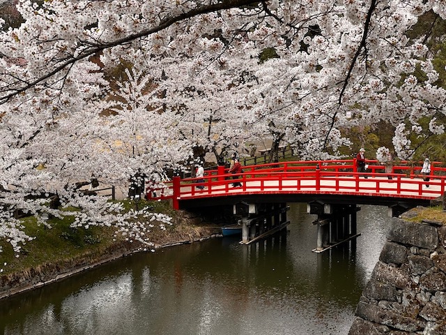 弘前城の桜