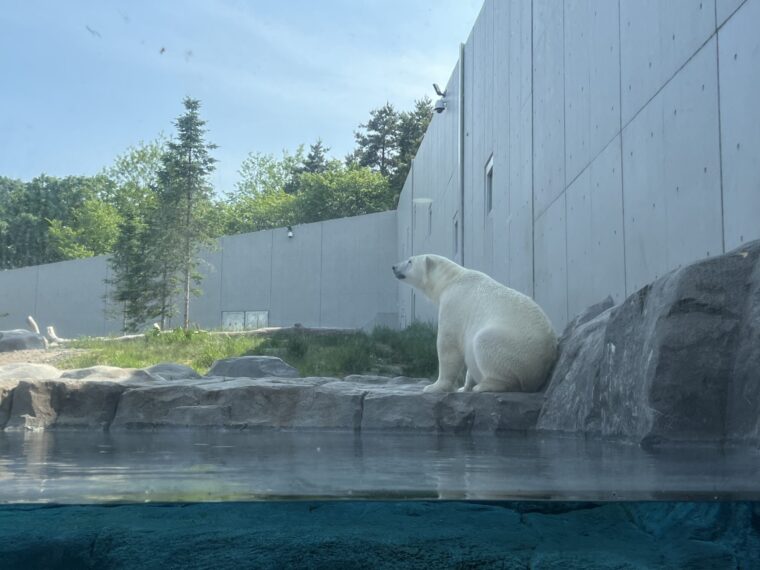 札幌の冬でも楽しめる円山動物園！年間パスポートが断然お得です