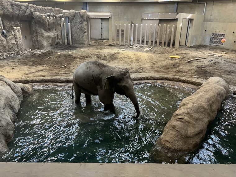 水浴びをするのゾウ